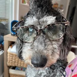 Krzyzewski - Goldendoodle