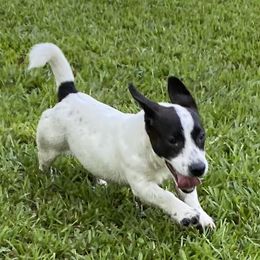 Charli - Russell Terrier
