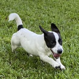 Charli - Russell Terrier