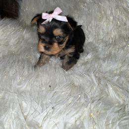 YOLO girl 2 - Black and tan female Yorkshire Terrier puppy in Darrington, Washington from Seven Cedars Yorkies