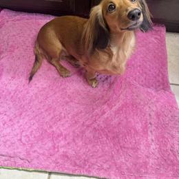 Ellie - Dachshund