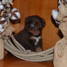 Tucker - Red tri-color male Australian Shepherd puppy in Marshall, Texas from Flying S Aussies
