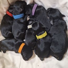 Miniature Schnauzer Puppies from West of the Rhine Miniature Schnauzers