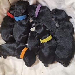 Miniature Schnauzer Puppies from West of the Rhine Miniature Schnauzers