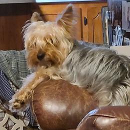 Yorkshire Terriers from Rose Yorkies