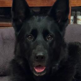Starling - German Shepherd