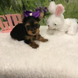 Yorkshire Terrier puppies from Mary Yorkies in Ga