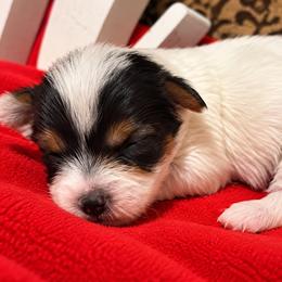 Peaches - Parti female Yorkshire Terrier puppy in Navarre, Florida from KAYY services