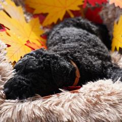 Curly-Coated Retriever Puppies from CHAPARRAL CURLY RETRIEVERS