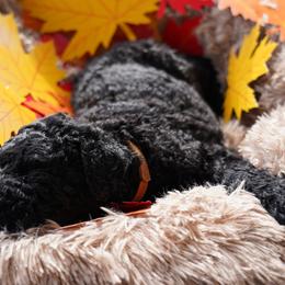 Curly-Coated Retriever Puppies from CHAPARRAL CURLY RETRIEVERS