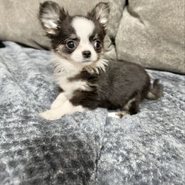 Dana - Black and white female Chihuahua puppy in Williamsburg, Virginia from PAWSitive Cheeky Chihuahuas