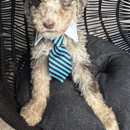 Bernedoodle, Goldendoodle, and Poodle Puppies from Poodle and Doodle Haven