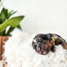 Lizzie - Merle female Bernedoodle puppy in Gaylord, Michigan from Dog Mom Co. Doodles