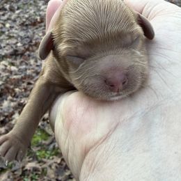 Cavapoo - Red female Cavapoo puppy in Haleyville, Alabama from Susan’s Prefurred Doodles