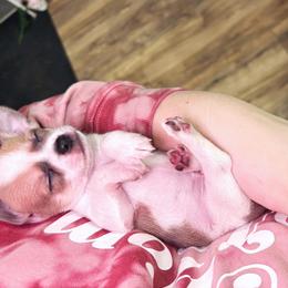 Chihuahua Puppies from Cloud9 Chihuahuas