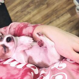 Chihuahua Puppies from Cloud9 Chihuahuas
