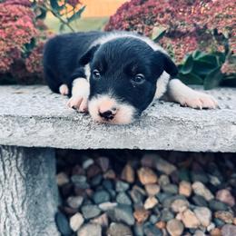 Boy 1 - Black-White - Black and white male Border Collie puppy in Minden, Iowa from Rocking N Registered Border Collies & Labradors