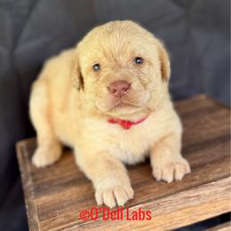 Sugar - Yellow female Labrador Retriever puppy in Sullivan, Missouri from O’Dell Labs