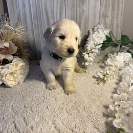 4th Pick Female - Golden female Golden Retriever puppy in Waddell, Arizona from Sunshine Mountain Retrievers