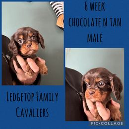 Blue - Chocolate male Cavalier King Charles Spaniel puppy in Greenleaf, Wisconsin from Ledgetop Family Cavaliers