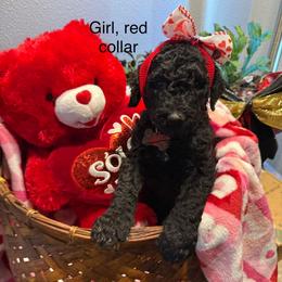 Honey bun - Black female Goldendoodle puppy in Salem, Oregon from Capital Doodles