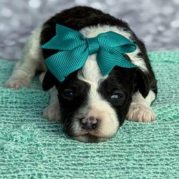Meadow - Parti female Poodle puppy in Monroe, North Carolina from Toy Poodle Shenanigans