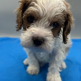 Shaggy - Blenheim male Cavapoo puppy in Burke, New York from Patti’s Puppies
