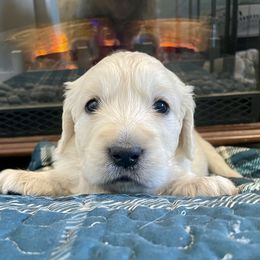 Pumpkin - Light golden Golden Retriever puppy in Nathrop, Colorado from Mountain Joy Goldens
