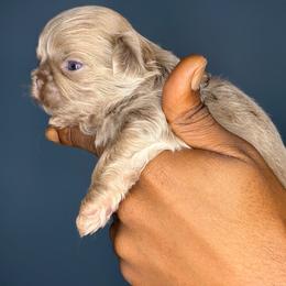 Girl 1 - Lilac female Shih Tzu puppy in Union City, Georgia from Chinx Puppy Songs