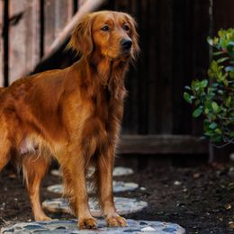 Brandy - Golden Retriever