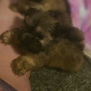 Male 3 - Brown male Mal-Shi puppy in Pleasant Hill, Iowa from Courtney Nicole's Mal Shihs