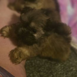 Male 3 - Brown male Mal-Shi puppy in Pleasant Hill, Iowa from Courtney Nicole's Mal Shihs