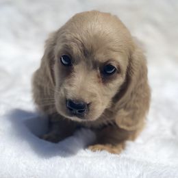 Dachshund Puppies from The Bossy Doxie Farm