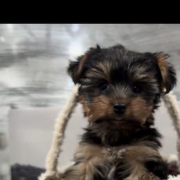 Boy - Black and tan male Yorkshire Terrier puppy in Chicago, Illinois from Chicago Yorkies