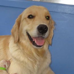 Blue - Golden Retriever