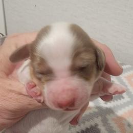 SAMMY - Piebald male Dachshund puppy in Paradise, Texas from C and J Minis