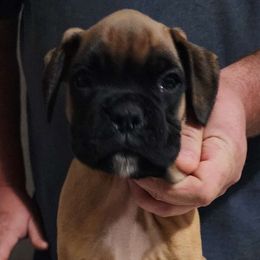 Gray Boy #3 - Fawn Boxer puppy in Marion, North Carolina from Captivating Kennel