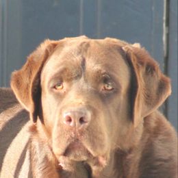 MacArthur - Labrador Retriever