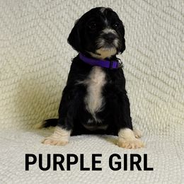 Girl 4 - female Portuguese Water Dog puppy in Vancouver, Washington from Portie Puppies