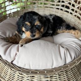 Mai Tai - Blue merle female Aussiedoodle puppy in Grinnell, Iowa from Rural Iowa Aussies & Doodles