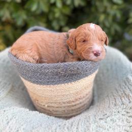 Queen Charlotte - Parti female Goldendoodle puppy in Barstow, California from Golden Desert Doodles