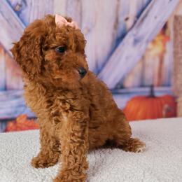 Jane - Red  female Goldendoodle puppy in Apopka, Florida from Rae Precious Puppies