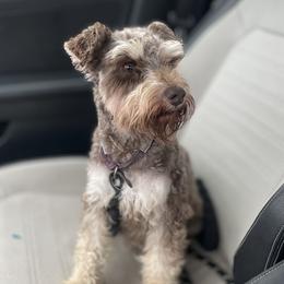 Lyla - Miniature Schnauzer