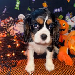 Ariel - Tri-color female Cavalier King Charles Spaniel puppy in Broken Arrow, Oklahoma from Cavalier King Charles Heartland