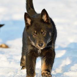 Red Boy - Korppi - Black and tan male Lapponian Herder puppy in Prattsburgh, New York from Maalattu Koirankoppi Lapponian Herders