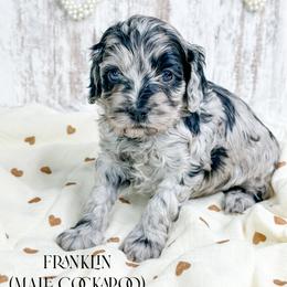 Franklin - Merle male Cockapoo puppy in Otisville, Michigan from Danie’s Darling Doodles LLC