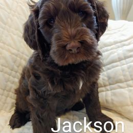 Australian Labradoodle Puppies from Lavender Fields Australian Labradoodles