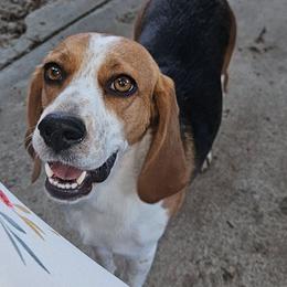 Ivy Aurora - Beagle