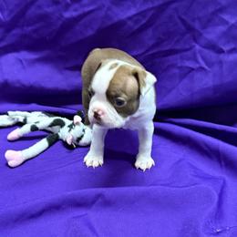 Ginny - Red female Boston Terrier puppy in Kingsport, Tennessee from Dreamweaver Bostons