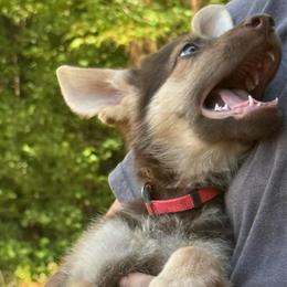 Girl 4 hot pink collar - Liver female German Shepherd puppy in Newsoms, Virginia from A Tier Above Shepherds